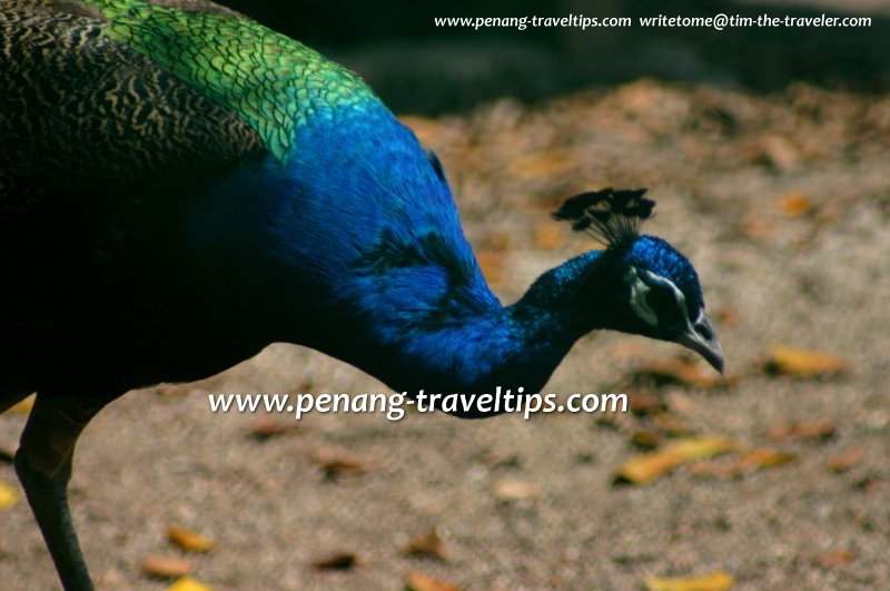 Peacock, Penang Bird Park