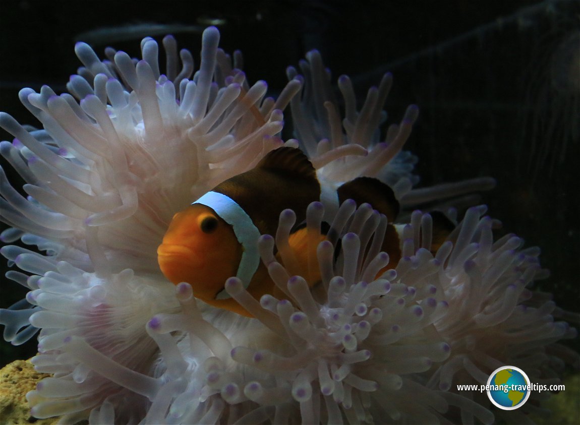 Penang Aquarium