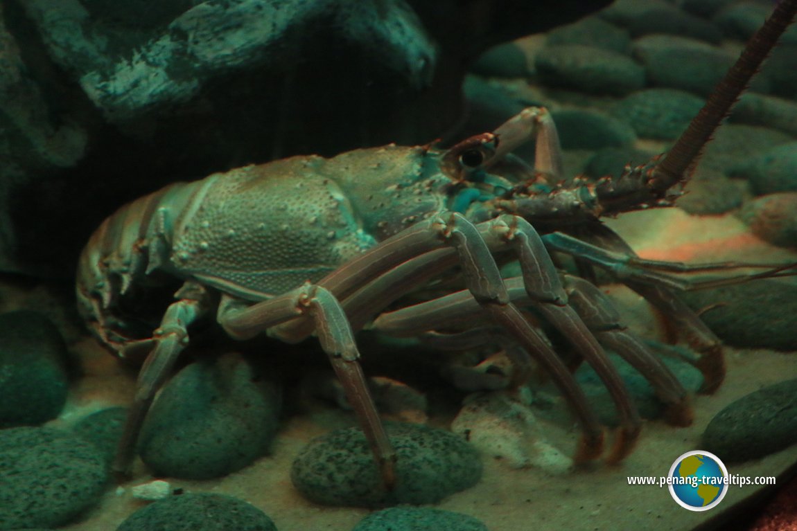 Penang Aquarium