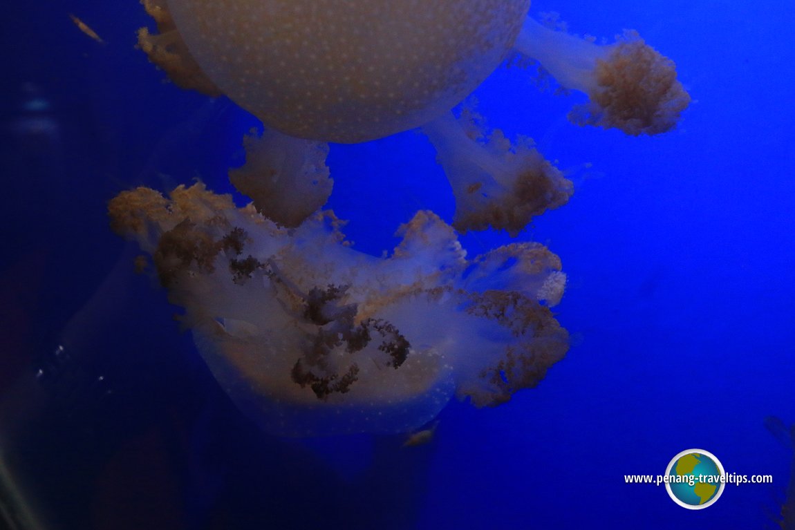 Penang Aquarium