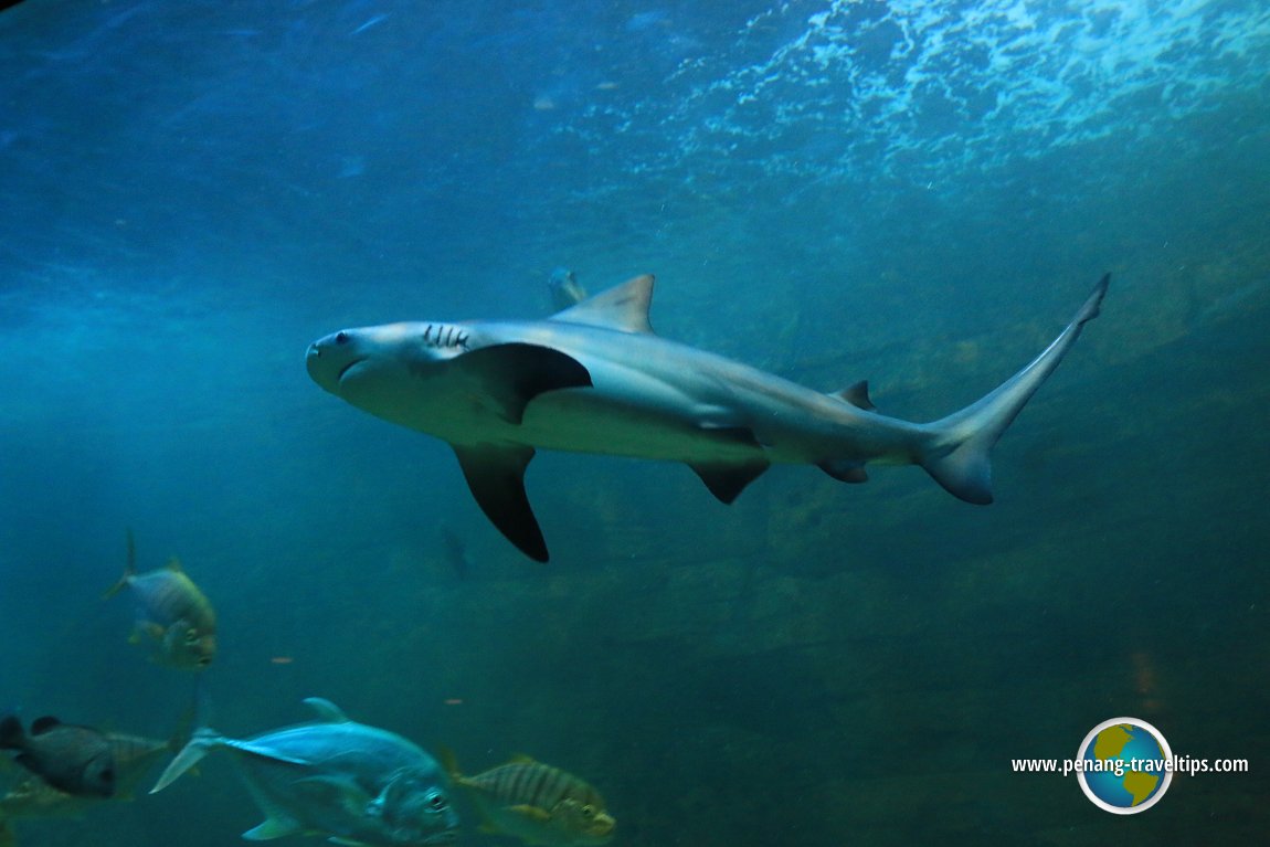 Penang Aquarium