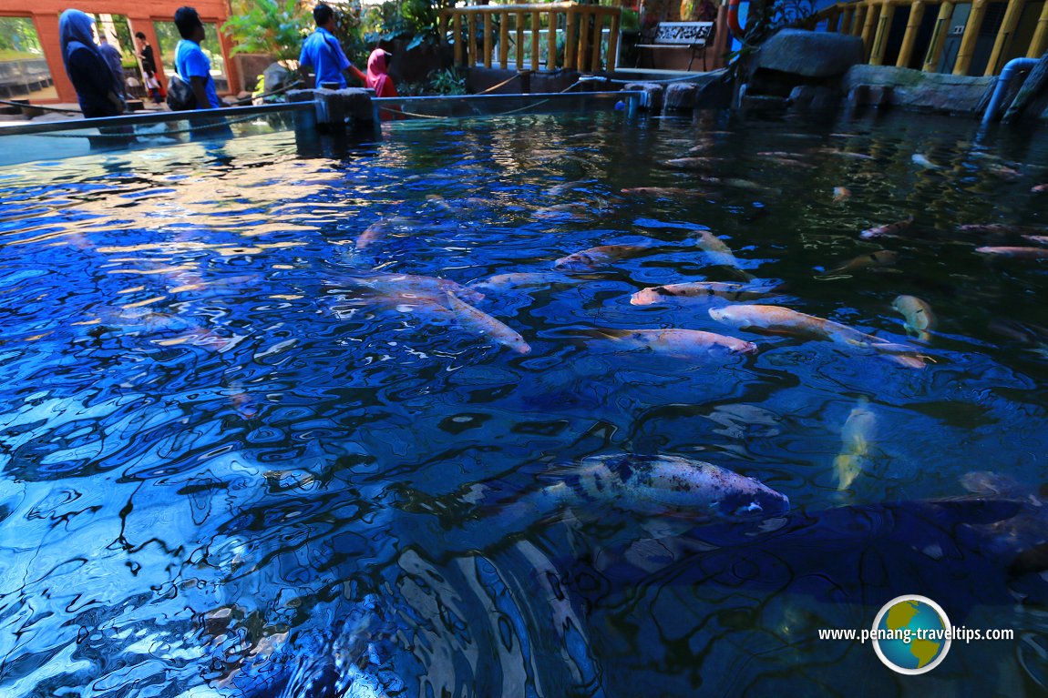 Penang aquarium batu maung