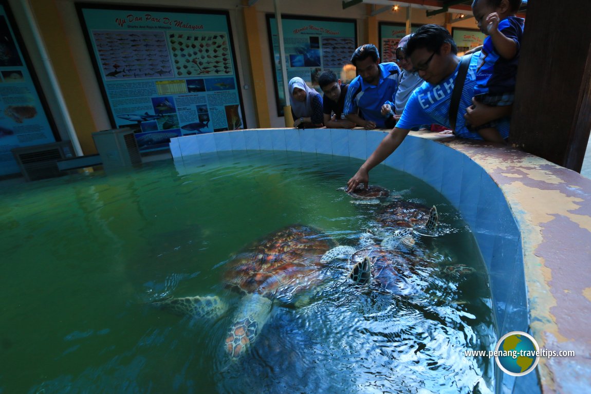 Penang aquarium CHEW THEAN