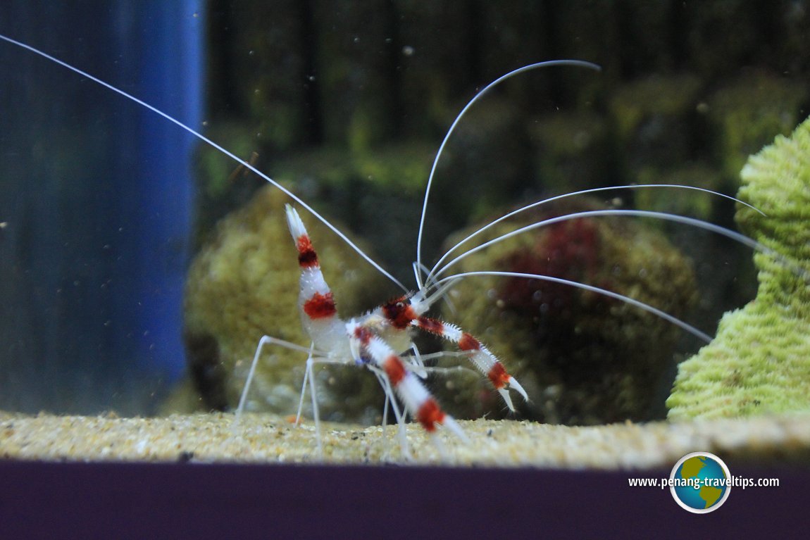 Penang Aquarium