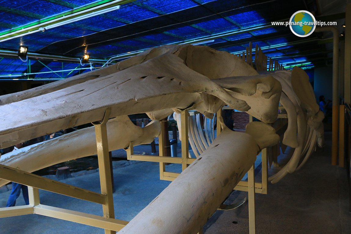 Bryde's Whale, Penang Aquarium