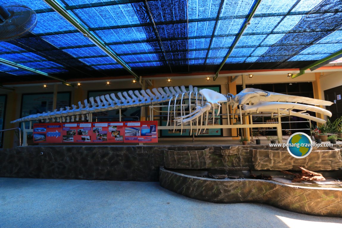 Bryde's Whale, Penang Aquarium