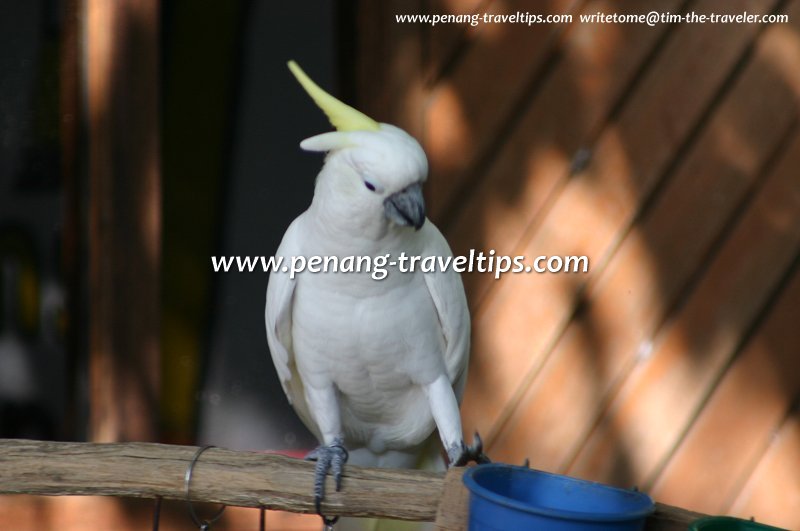 Cockatoo parrot, Penang Bird Park