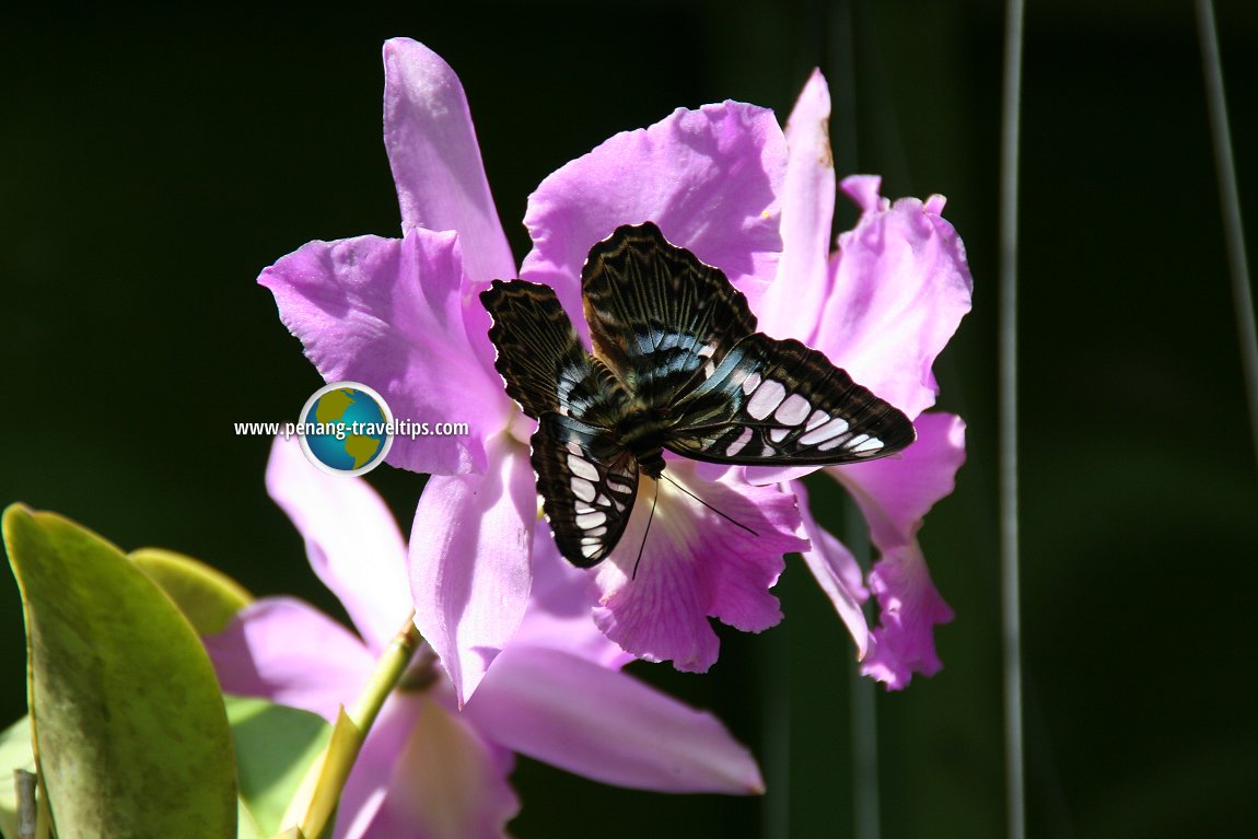 Penang Butterfly Farm