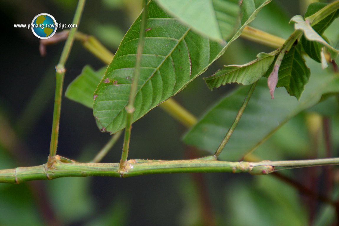 Penang Butterfly Farm