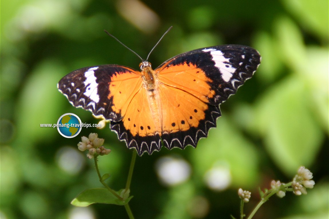 Penang Butterfly Farm