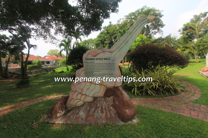 Strombus Urtelis Shell sculpture, Seashell Park