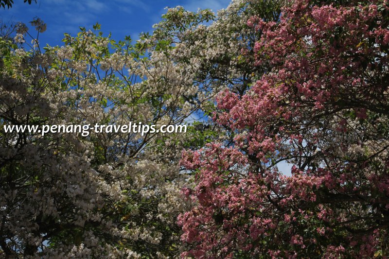 Penang Tabebuia