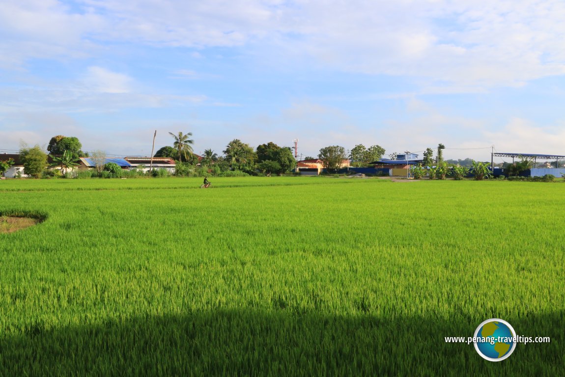 Paddy field in Permatang Pauh