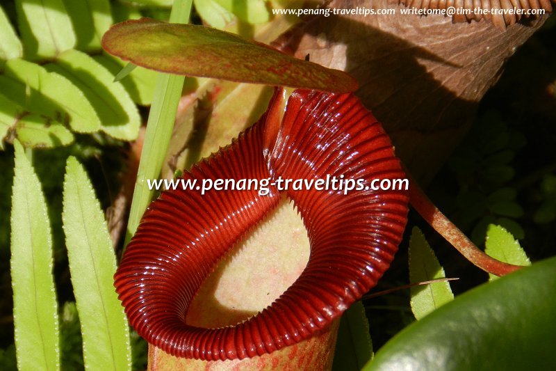 A Nepenthes pitcher with a pronounced lip or peristome