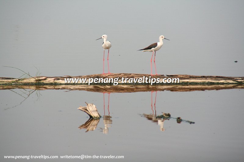 Pulau Burung Landfill & Marshland