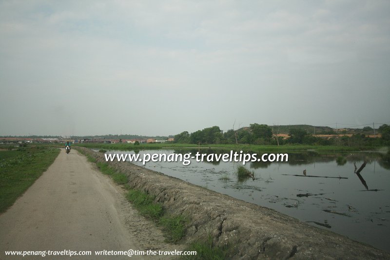 Marshland at Pulau Burung