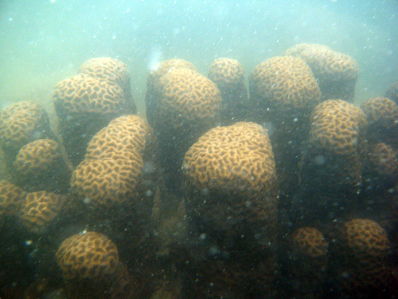 Brain corals off Pulau Kendi
