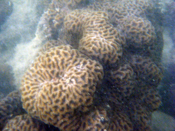 Another view of brain corals at Pulau Kendi