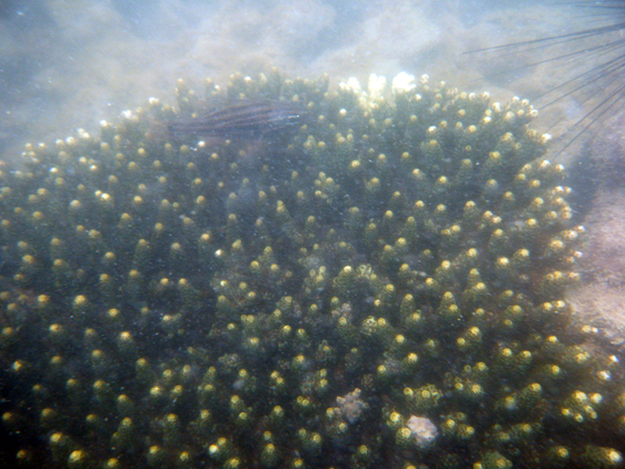 Cardinalfish off Pulau Kendi