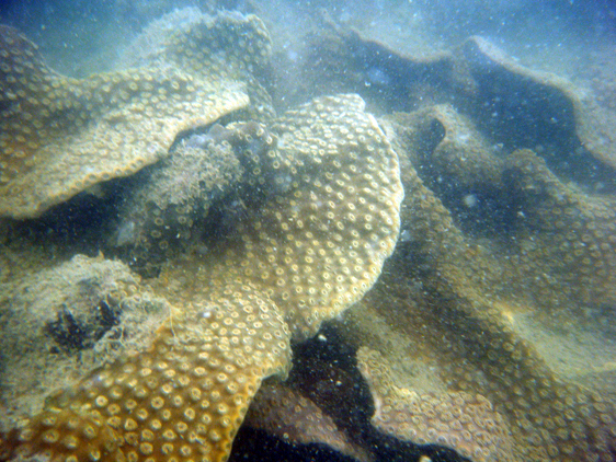 Cup Coral colony, Pulau Kendi