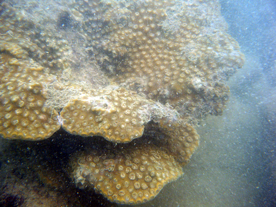 Damaged Cup Coral, Pulau Kendi