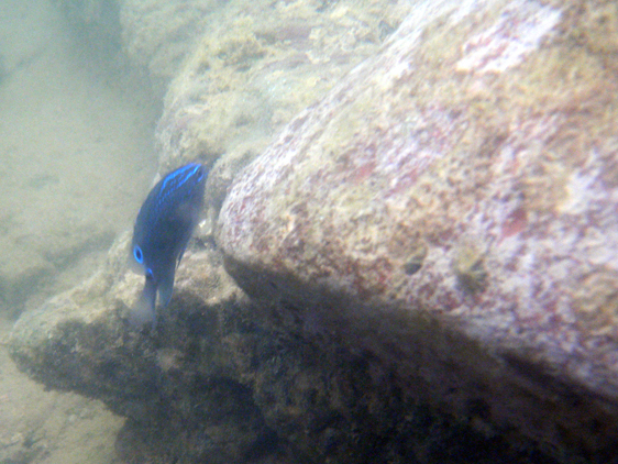 Giant damselfish (male), Pulau Kendi