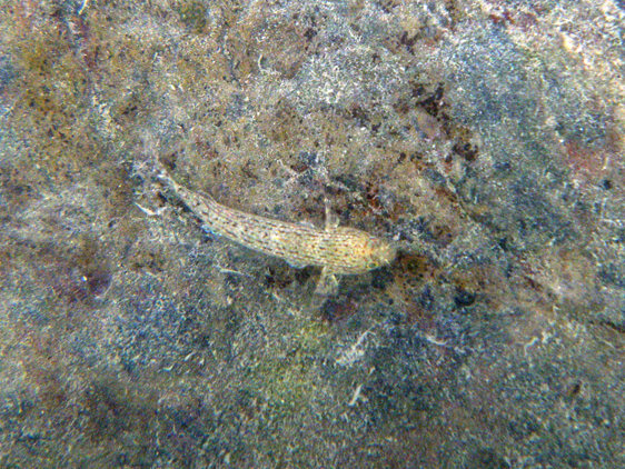 Goby, Pulau Kendi