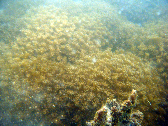 Goniopora coral off Pulau Kendi