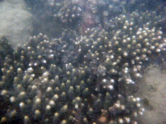 Green Acropora coral with butterflyfish off Pulau Kendi