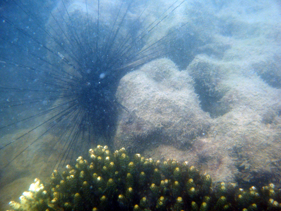 Sea Urchin off Pulau Kendi