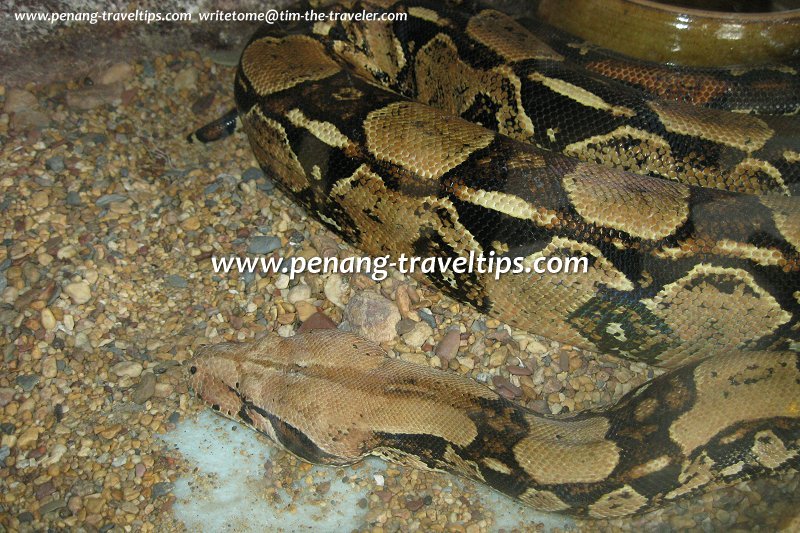 Reticulated python, Penang Snake Farm