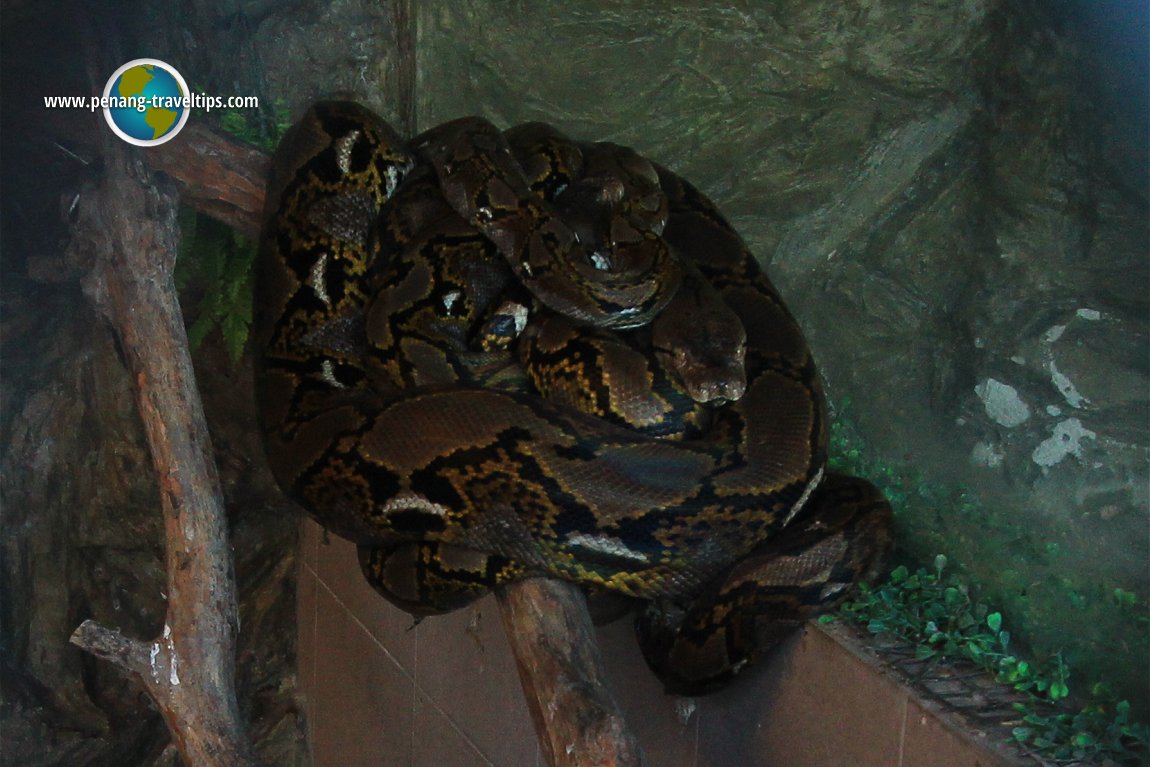 Python, Teong Poh Keong Temple