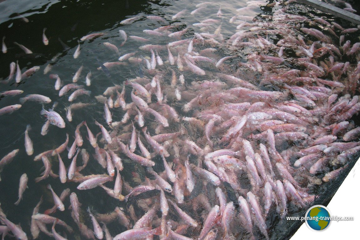 Restoran Floating Seafood Paradise