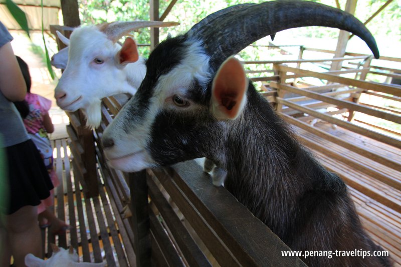 Saanen Dairy Goat Farm