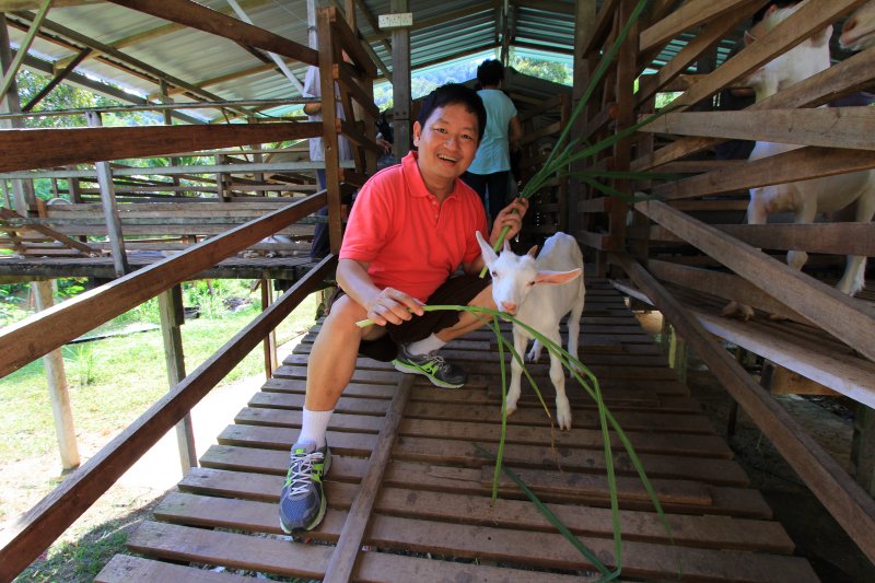 Saanen Dairy Goat Farm