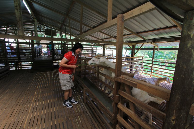 Saanen Dairy Goat Farm