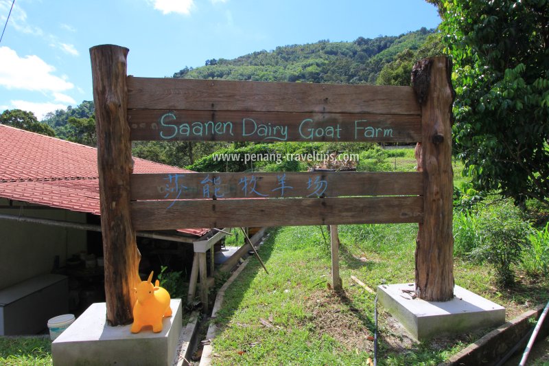 Saanen Dairy Goat Farm