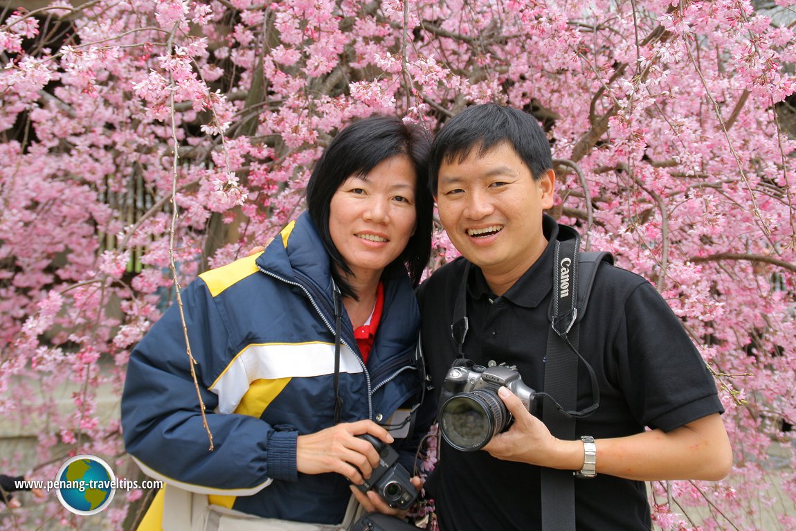 Sakura blossoms