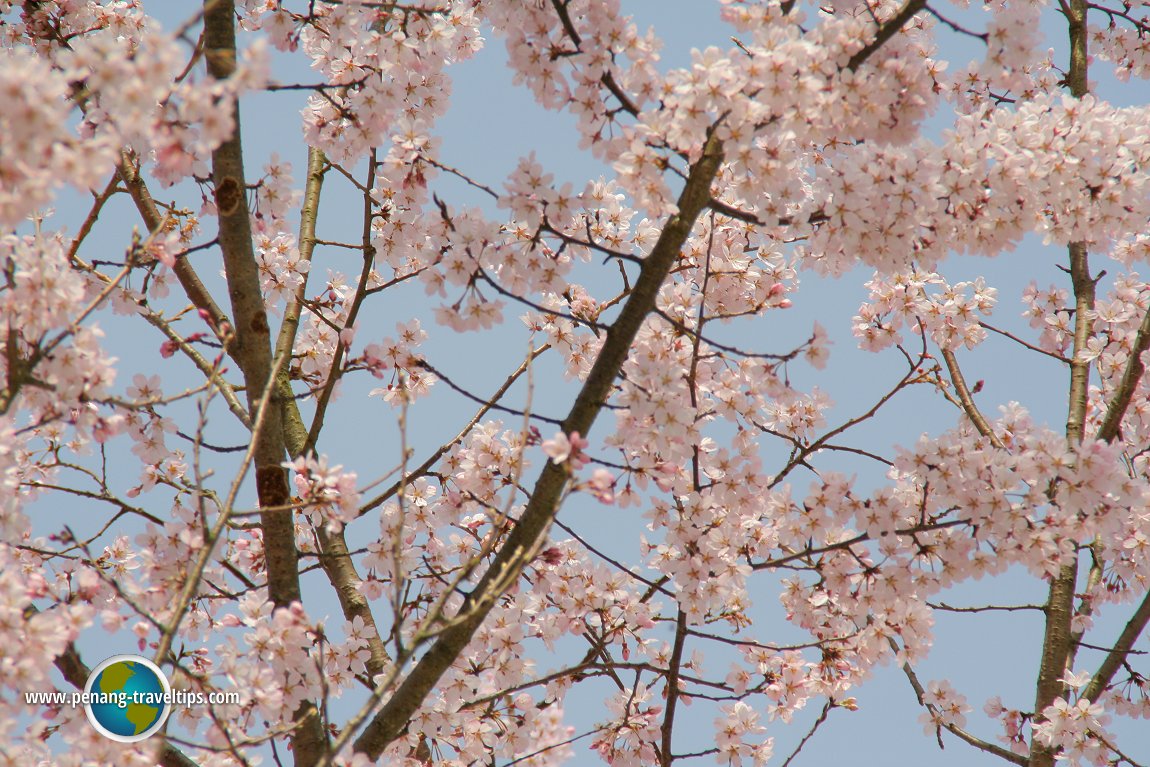 Sakura blossoms