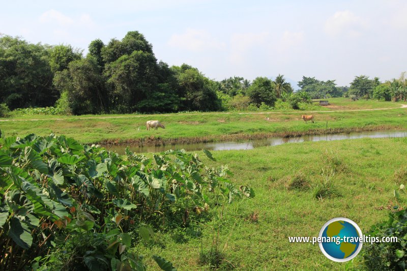 Sungai Dua, Seberang Perai