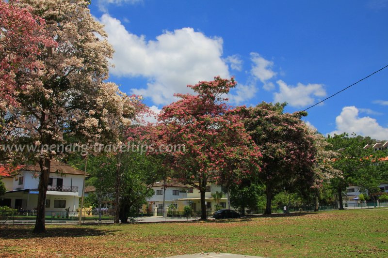 Tabebuia in bloom in Penang