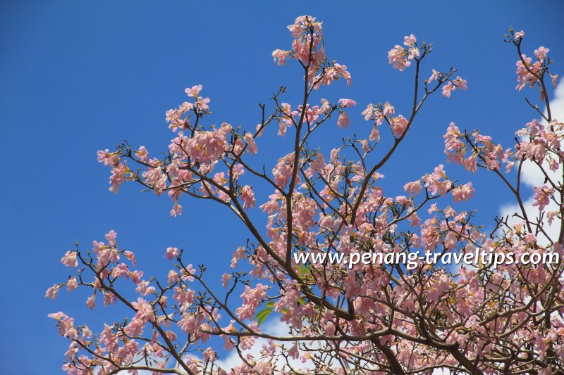 The Tabebuia rosea in bloom in Penang