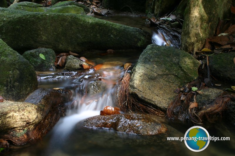 Taman Rimba Teluk Bahang