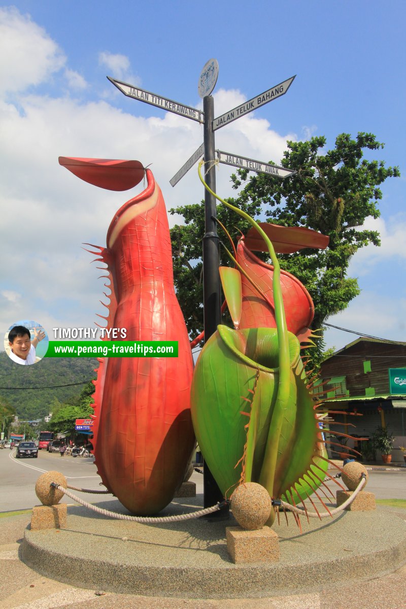 Another view of the Teluk Bahang Roundabout with N. albomarginata (left), N. ampullaria (right) and N. gracilis (behind)