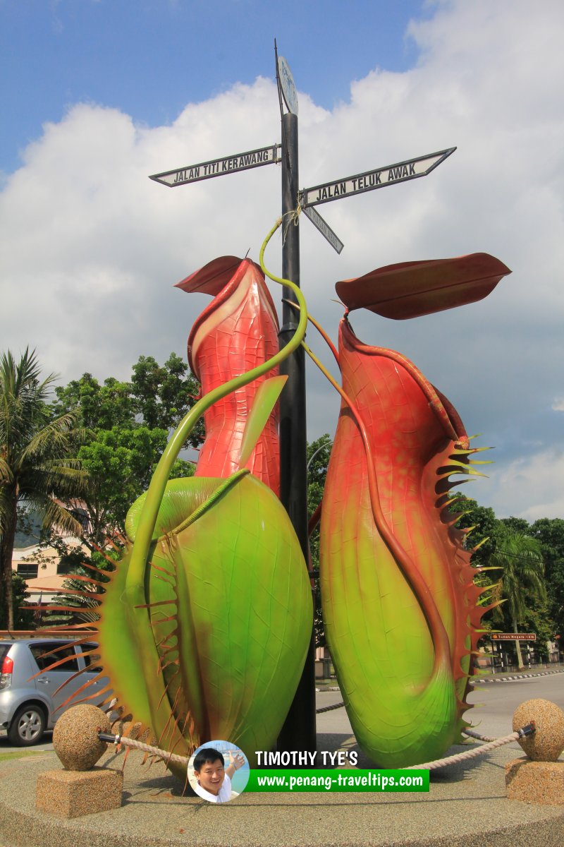 Teluk Bahang Roundabout with N. ampullaria (left), N. gracilis (right) and N. albomarginata (behind)