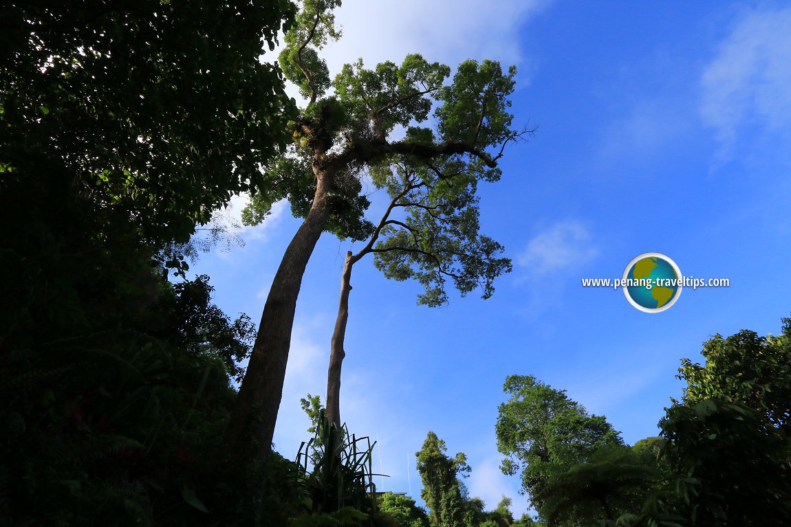 The Habitat Penang Hill