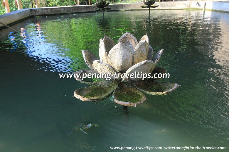 Tortoise Pond, Thni Kong Tnua