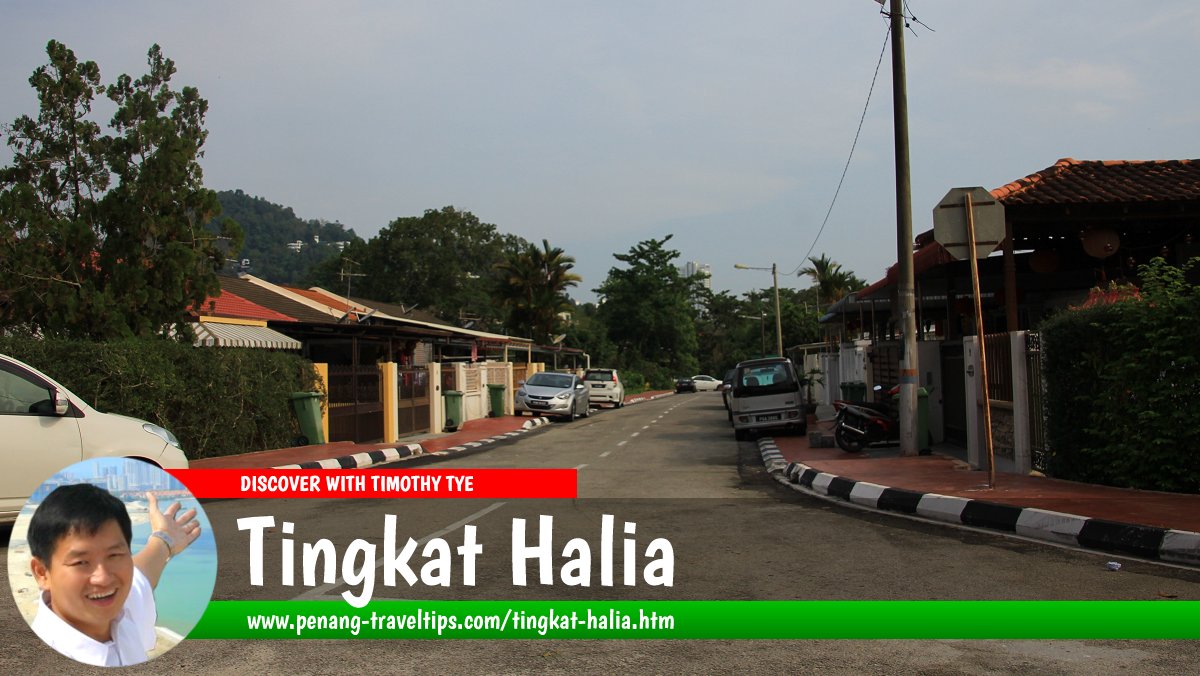 Tingkat Halia