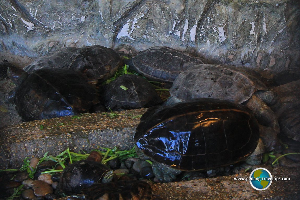 Tortoises, Teong Poh Keong Temple