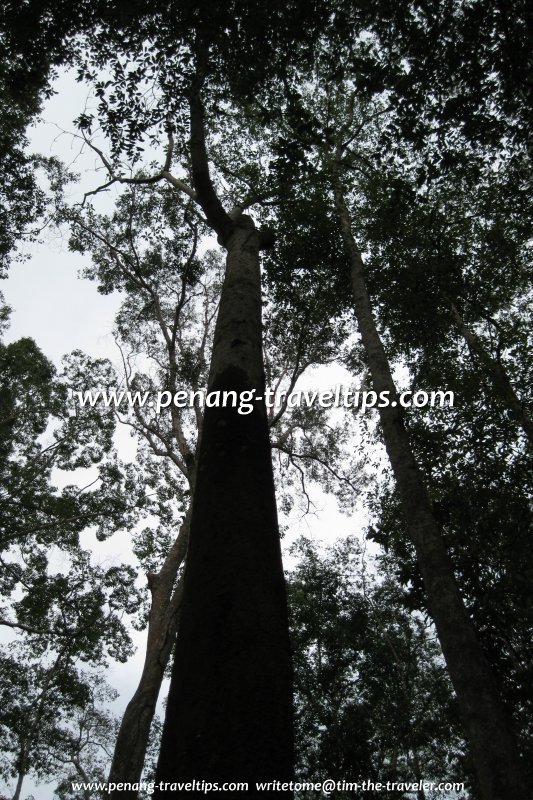 Tall trees, big forest